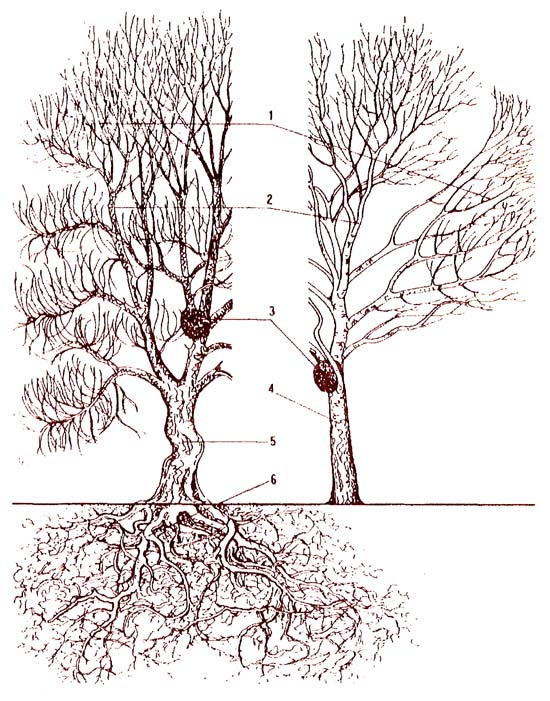 Рис. 1: Использование отдельных частей засохшего дерева и древесины с пороками